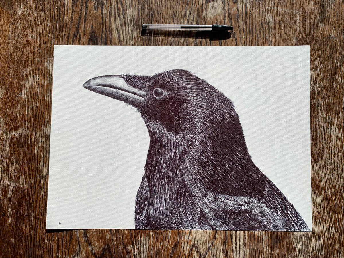 Carrion Crow