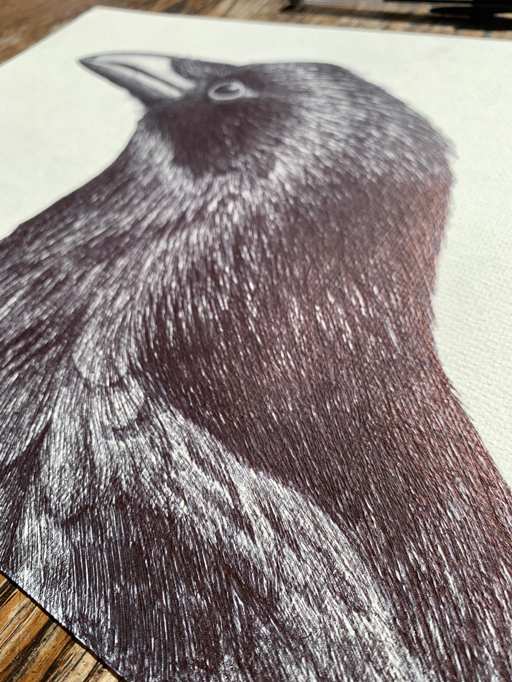 Carrion Crow