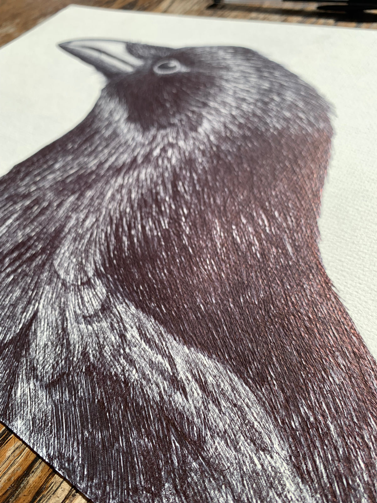 Carrion Crow