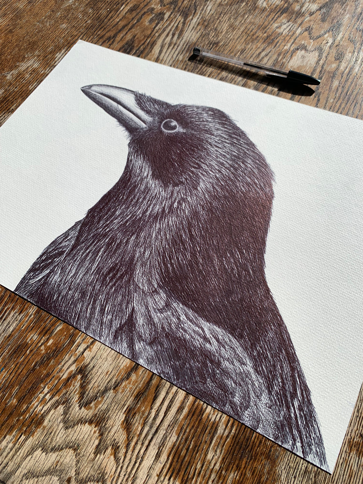 Carrion Crow