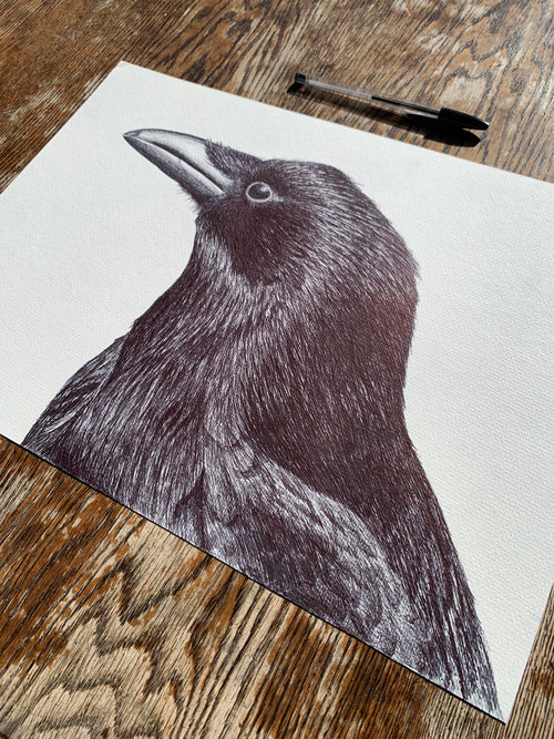 Carrion Crow