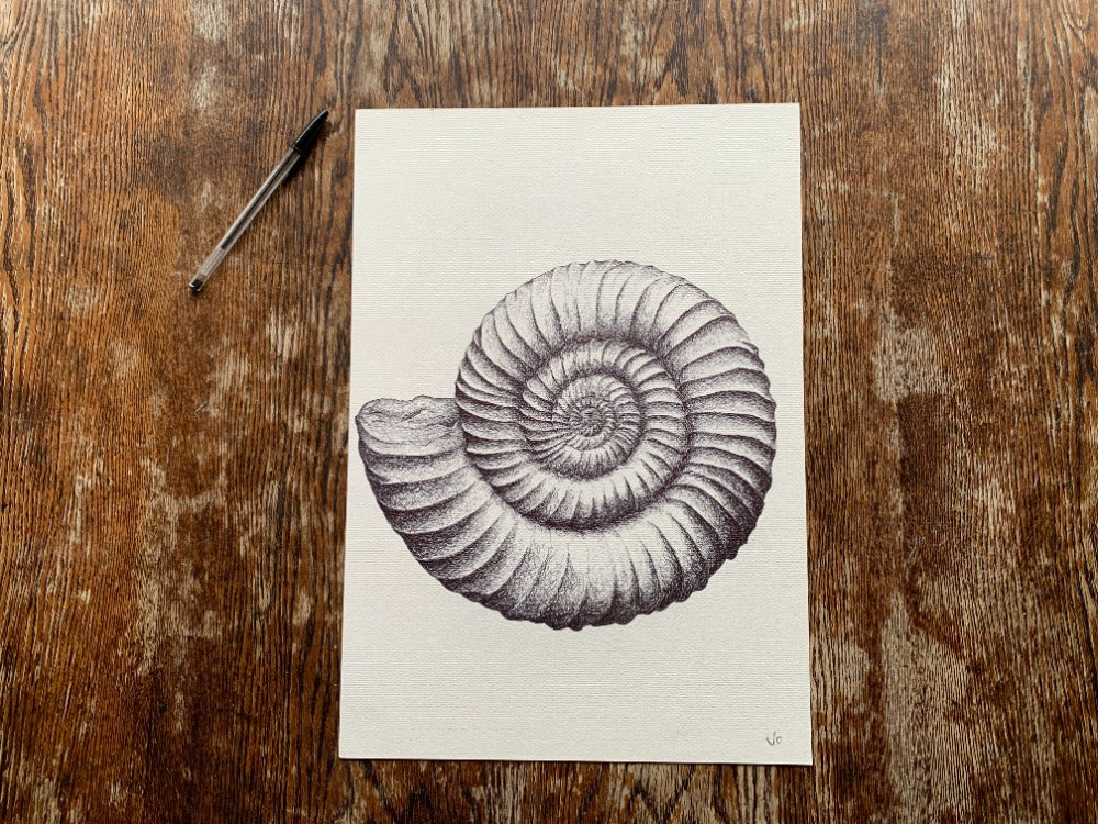 Ammonite Fossil