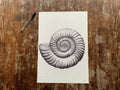 Ammonite Fossil