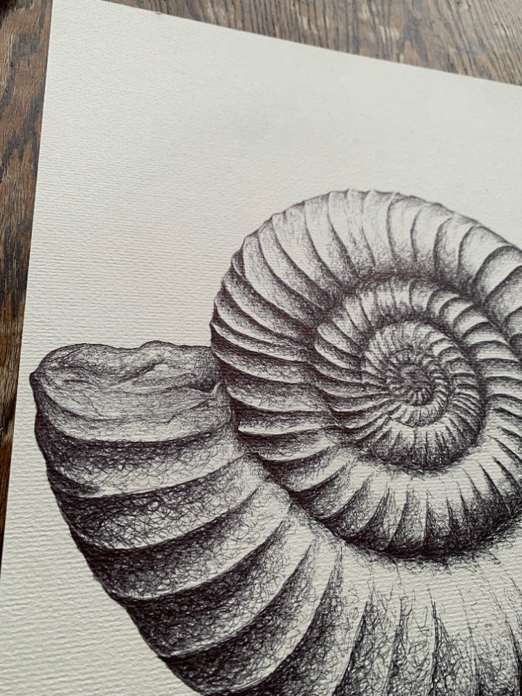 Ammonite Fossil