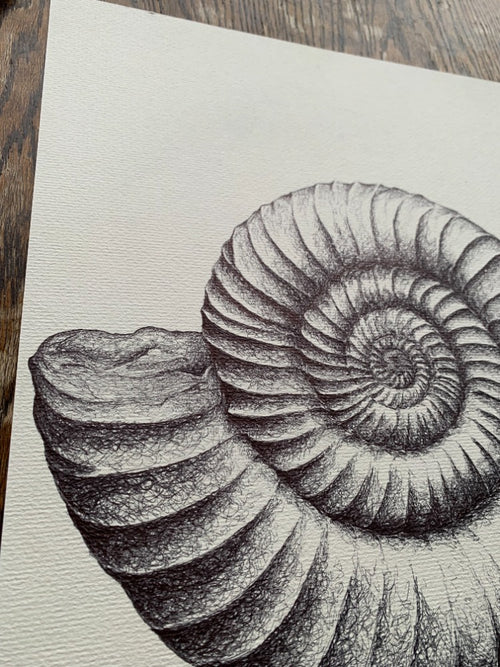 Ammonite Fossil