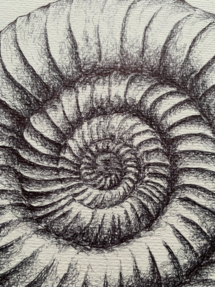 Ammonite Fossil