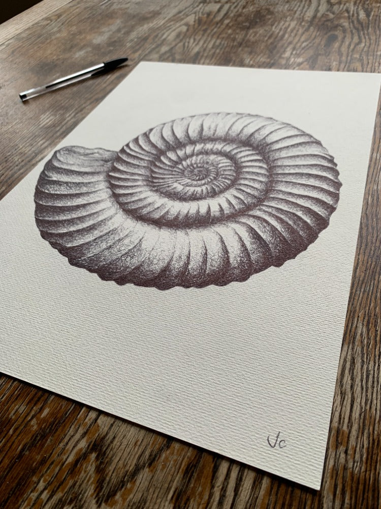 Ammonite Fossil