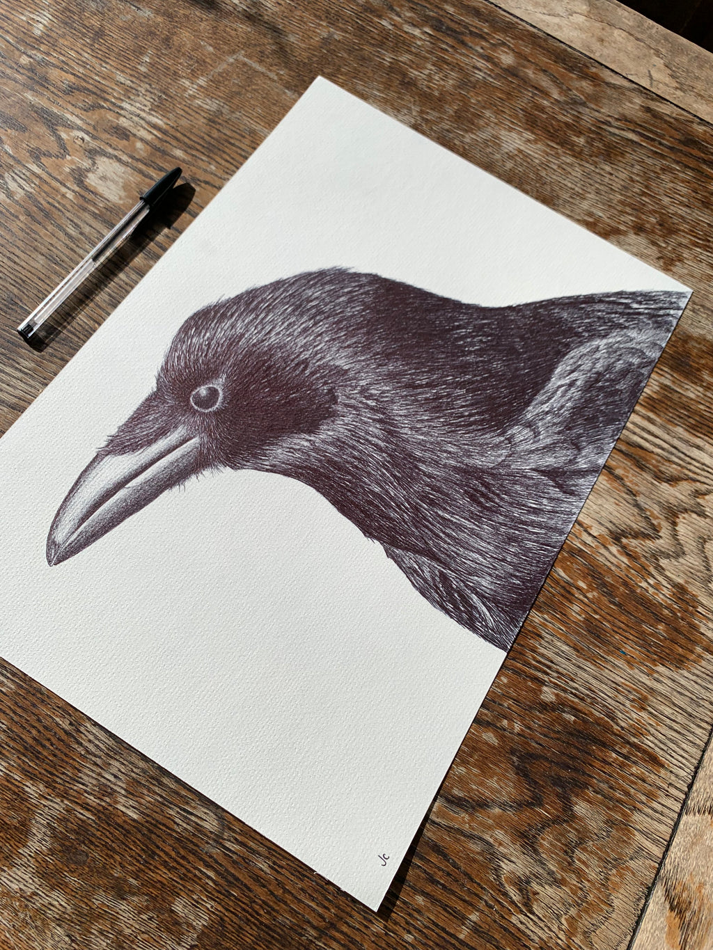 Carrion Crow