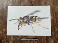 Wasp