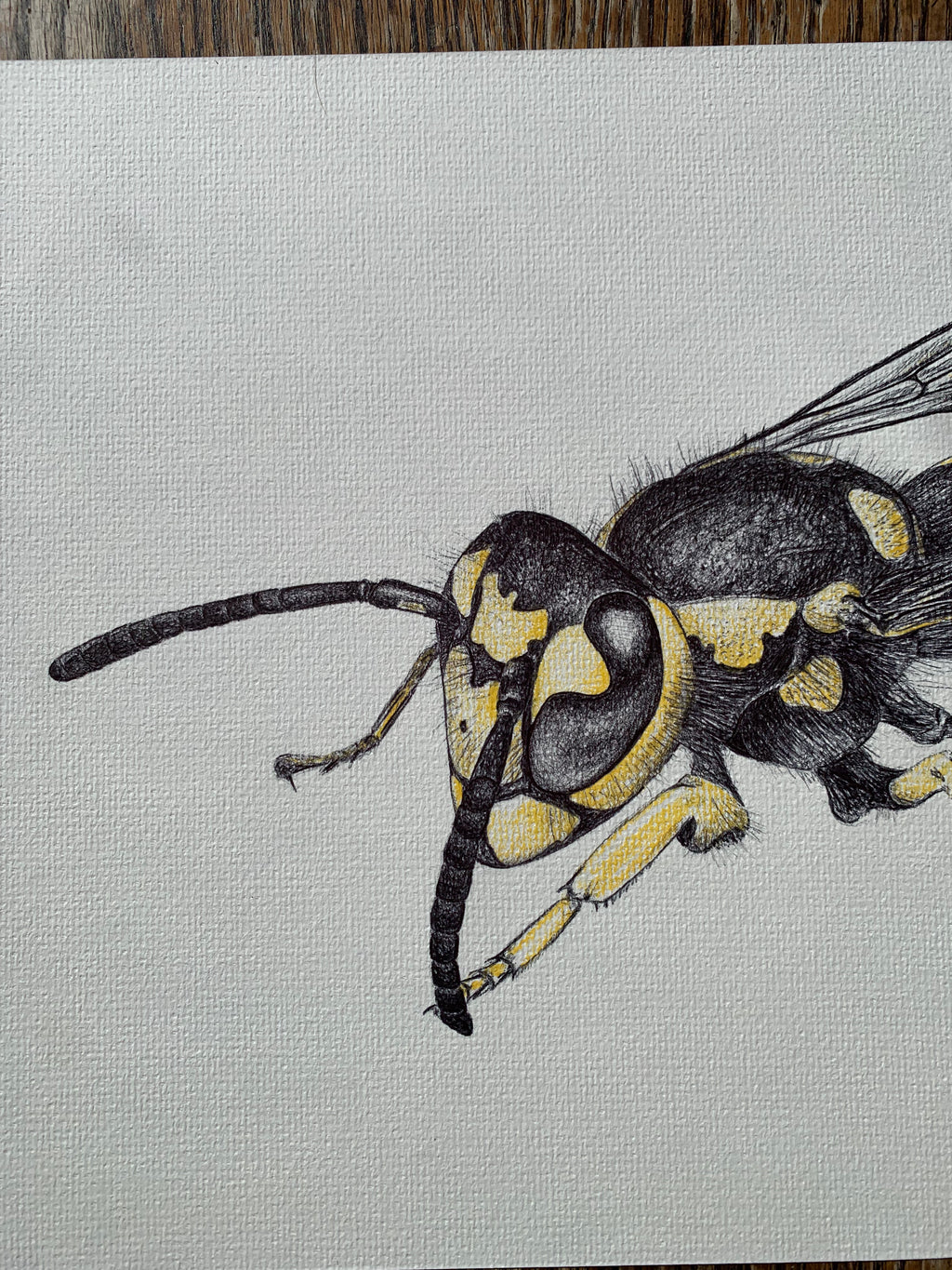 Wasp