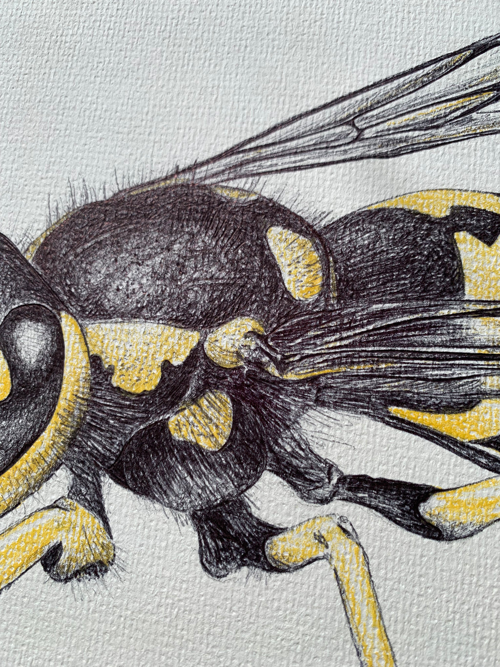 Wasp