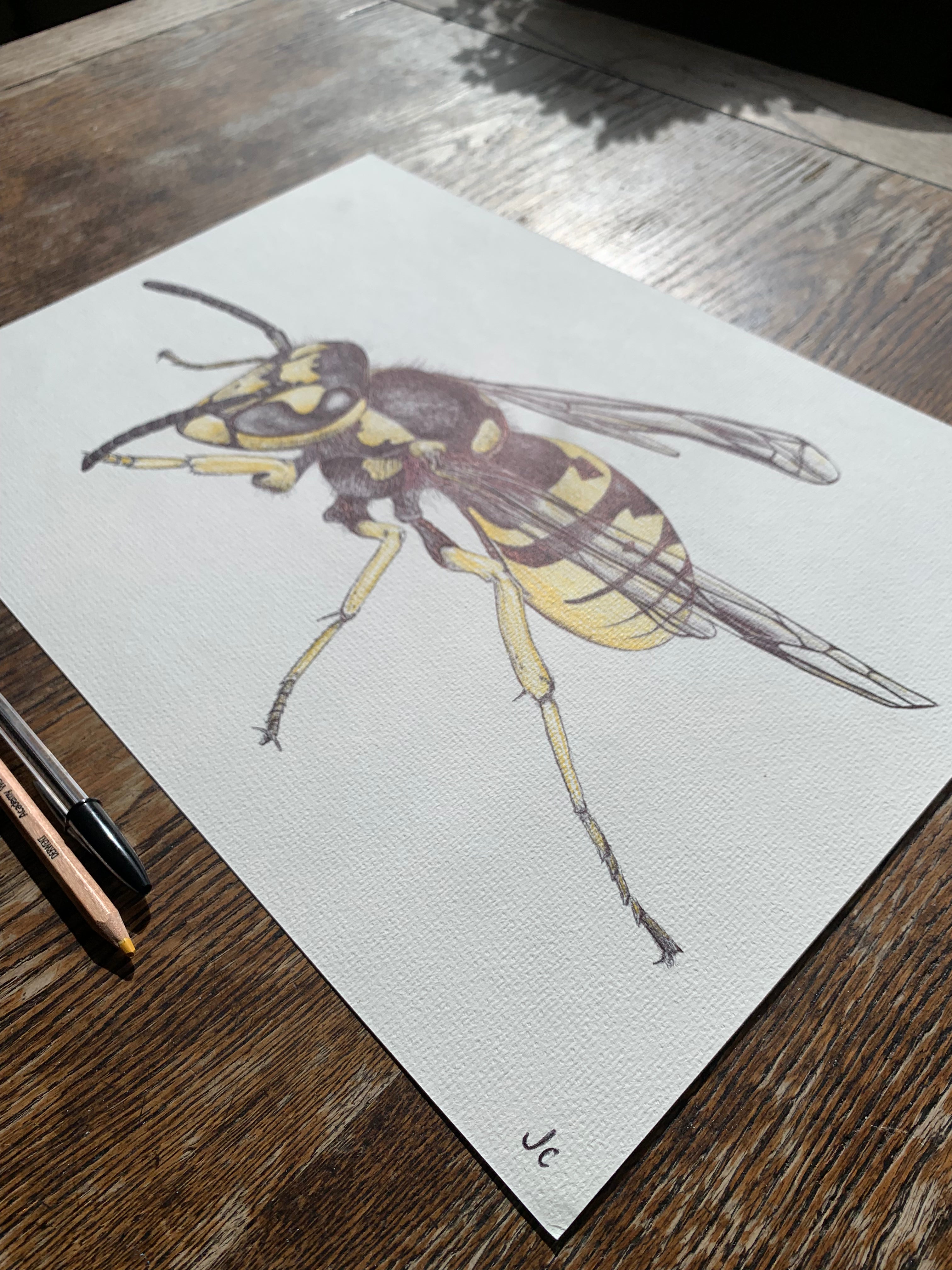 Wasp