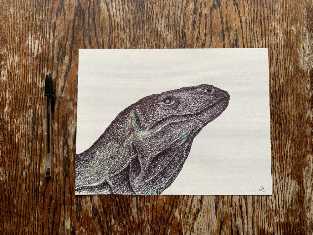 Komodo Dragon