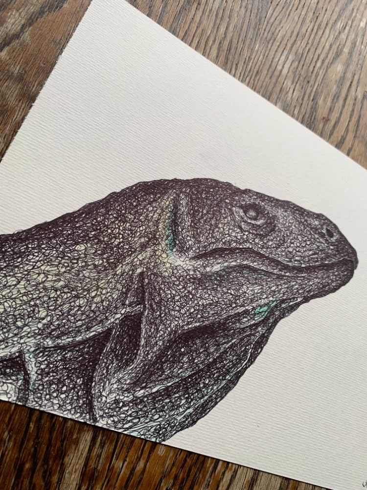 Komodo Dragon