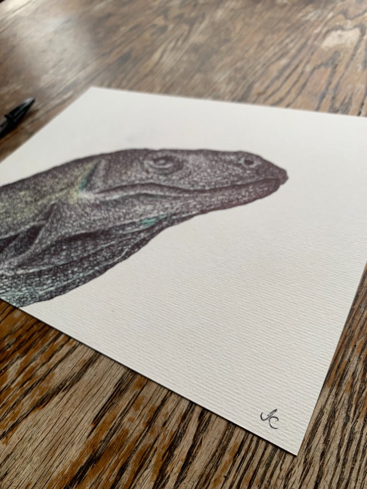Komodo Dragon